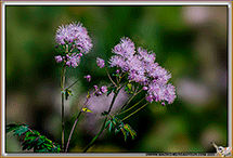 Thalictrum